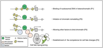 LEAFY, a Pioneer Transcription Factor in Plants: A Mini-Review